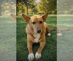 Small #9 Chow Chow-Rat Terrier Mix