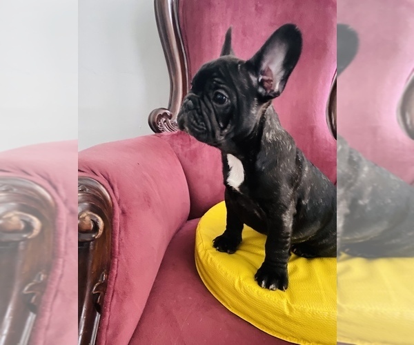 Medium Photo #1 French Bulldog Puppy For Sale in BROOKLYN, NY, USA