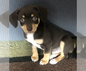 Chihuahua-Mutt Mix Puppy for sale in DARTMOUTH, MA, USA