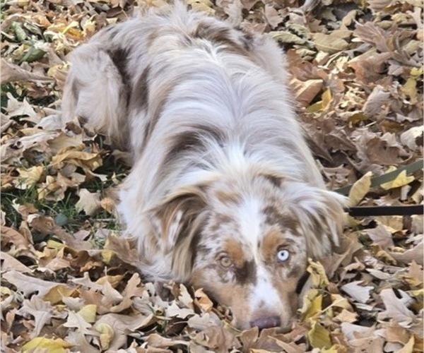 Medium Photo #1 Border-Aussie Puppy For Sale in ROY, UT, USA