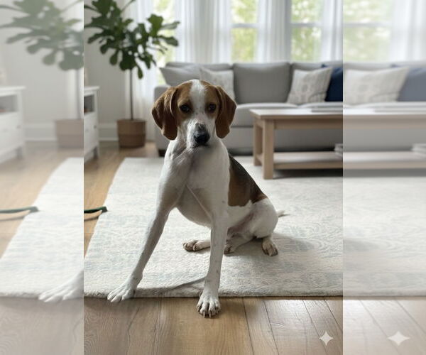 Medium Photo #7 Mutt Puppy For Sale in Spotsylvania, VA, USA