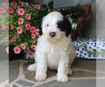 Small Photo #1 Bernedoodle-Poodle (Miniature) Mix Puppy For Sale in EAST EARL, PA, USA