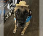 Small Bullmastiff Mix