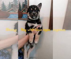 Siberian Husky Puppy for sale in CLERMONT, FL, USA