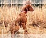 Small #3 Vizsla