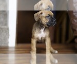 Small Photo #4 Boxer-Cane Corso Mix Puppy For Sale in NEVADA, MO, USA