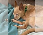 Small #4 Chihuahua Mix