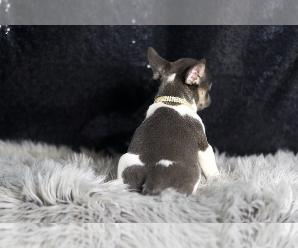 Medium Photo #15 French Bulldog Puppy For Sale in WARSAW, IN, USA