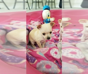 Chihuahua Puppy for sale in FREDERICK, MD, USA