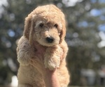 Puppy Black Collar Goldendoodle