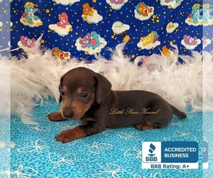 Dachshund Puppy for sale in WINNSBORO, LA, USA