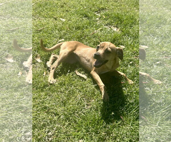 Medium Photo #1 Chihuahua-Unknown Mix Puppy For Sale in Eastman, GA, USA
