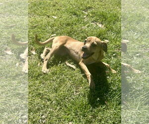 Chihuahua-Unknown Mix Dogs for adoption in Eastman, GA, USA