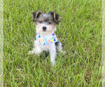 Small Photo #4 Yorkshire Terrier Puppy For Sale in RALEIGH, NC, USA