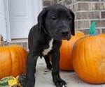 Small Photo #2 Great Dane Puppy For Sale in FREDERICKTOWN, PA, USA
