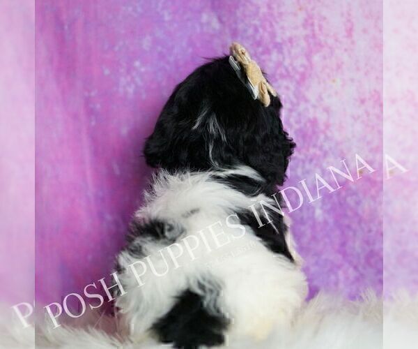 Medium Photo #5 Cavapoo (Miniature) Puppy For Sale in WARSAW, IN, USA