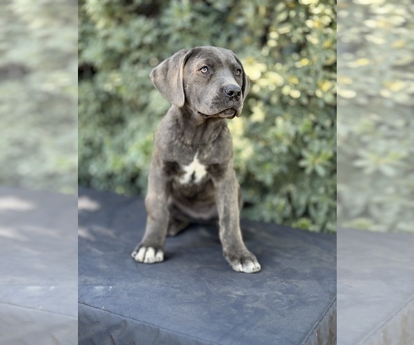 Medium Photo #1 Cane Corso Puppy For Sale in RIVERSIDE, CA, USA