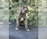 Puppy Puppy 4 Cane Corso
