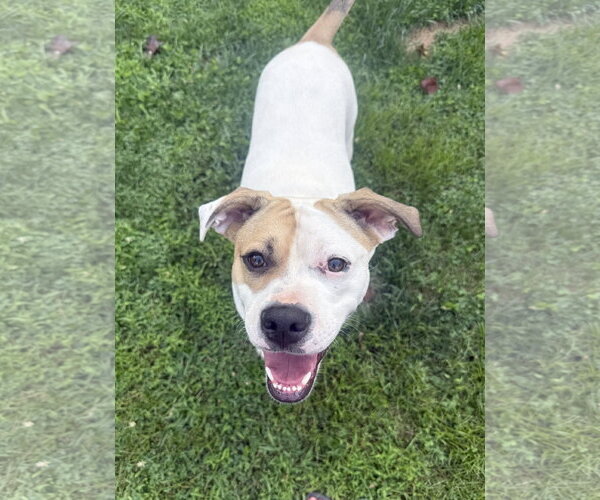 Medium Photo #7 American Staffordshire Terrier-Boxer Mix Puppy For Sale in Arlington, VA, USA