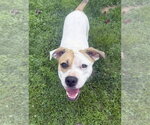 Small #6 American Staffordshire Terrier-Boxer Mix