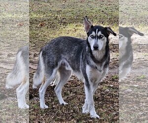 Pedro - Male Siberian Husky Dog for Adoption - Photo #4
