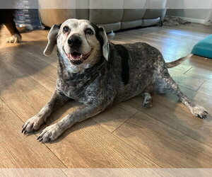 Beagle-Unknown Mix Dogs for adoption in Gibbstown, NJ, USA