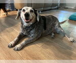 Small Beagle Mix
