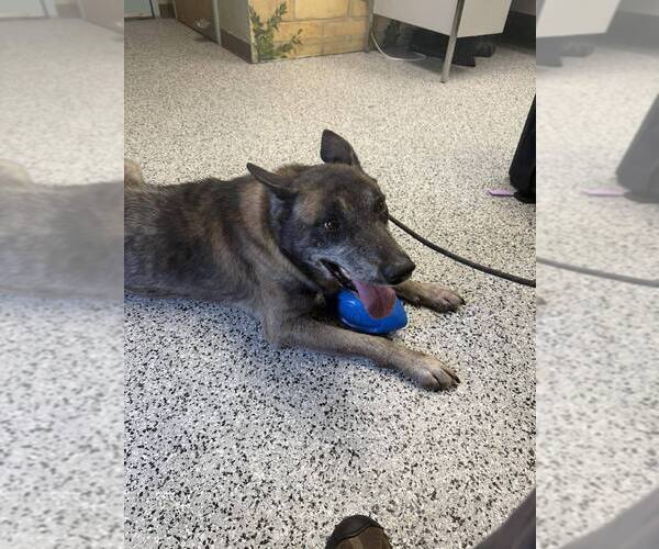 Medium Photo #6 Mutt Puppy For Sale in Imlay City, MI, USA