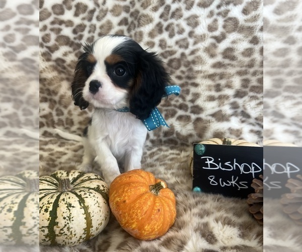 Medium Photo #1 Cavalier King Charles Spaniel Puppy For Sale in ABILENE, TX, USA