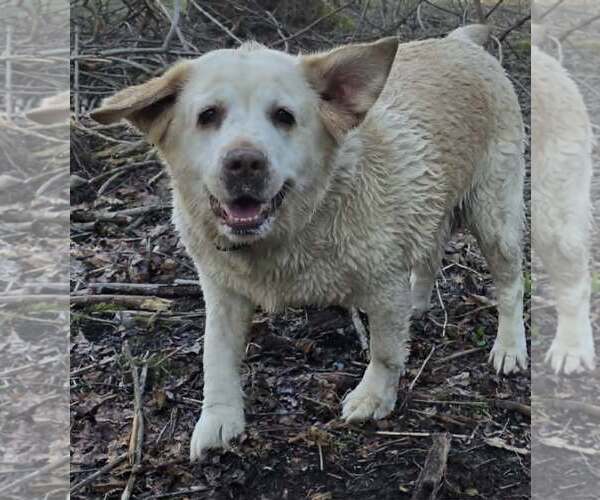 Medium Photo #2 Mutt Puppy For Sale in Cuba, NY, USA