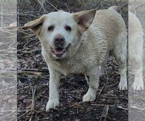 Lillie - Female Mutt Dog for Adoption - Photo #2