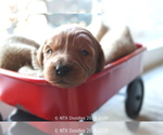 Small Photo #29 Goldendoodle Puppy For Sale in DENISON, TX, USA