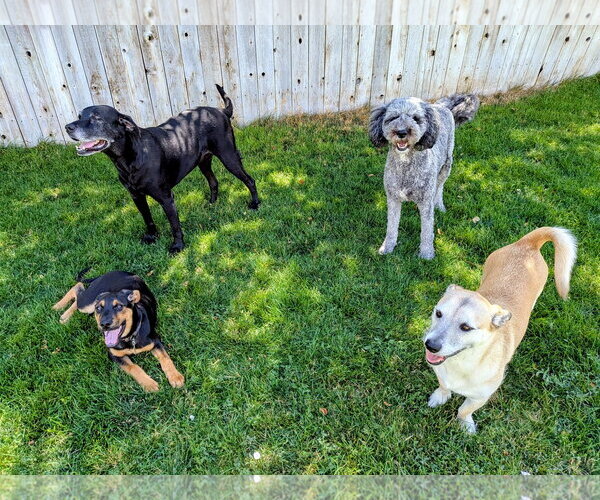 Medium Photo #25 Doberman Pinscher-German Shepherd Dog Mix Puppy For Sale in Sandy, UT, USA