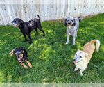 Small #24 Doberman Pinscher-German Shepherd Dog Mix