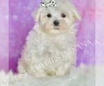 Small Photo #9 Maltese Puppy For Sale in WARSAW, IN, USA
