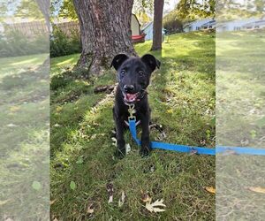 **SIMON** - Male Border Collie-Unknown Mix Dog for Adoption - Photo #3