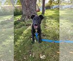 Small Photo #3 Border Collie-Unknown Mix Puppy For Sale in Genesee, WI, USA