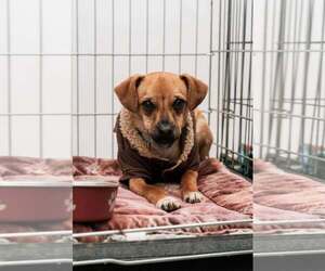 Cody - Male Chihuahua-Unknown Mix Dog for Adoption - Photo #3