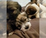Small Photo #3 Coton de Tulear Puppy For Sale in HUNTINGTN BCH, CA, USA