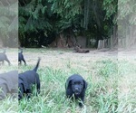 Small #3 Labrador Retriever