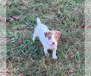 Jack Russell Terrier Puppy for sale in PITTSBURGH, PA, USA