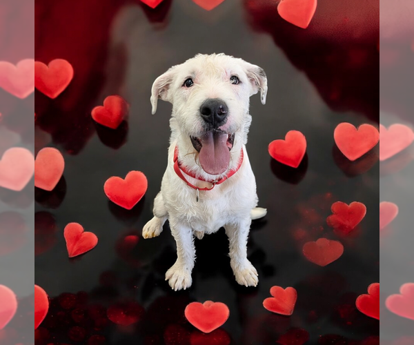 Medium Photo #4 Mutt Puppy For Sale in Vail, AZ, USA