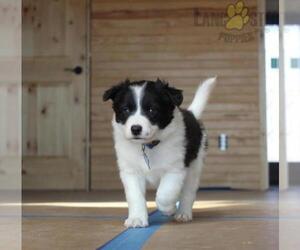 Border Collie Puppy for sale in INDEPENDENCE, KY, USA