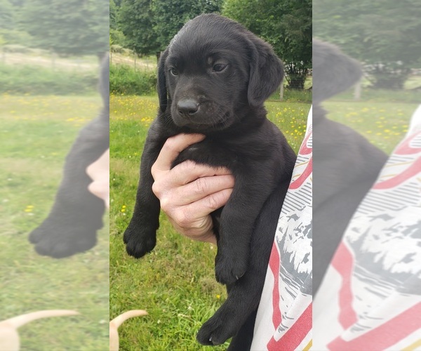 Medium Photo #8 Labrador Retriever Puppy For Sale in OLYMPIA, WA, USA