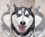 Small #7 Siberian Husky