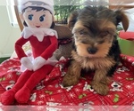Small Photo #4 Morkie-Yorkshire Terrier Mix Puppy For Sale in CAPE CORAL, FL, USA