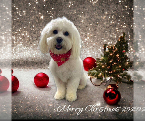Mother of the Cavachon puppies born on 06/10/2025