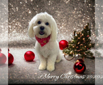 Small Photo #1 Cavachon Puppy For Sale in BREMEN, IN, USA
