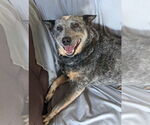Small #1 Mutt