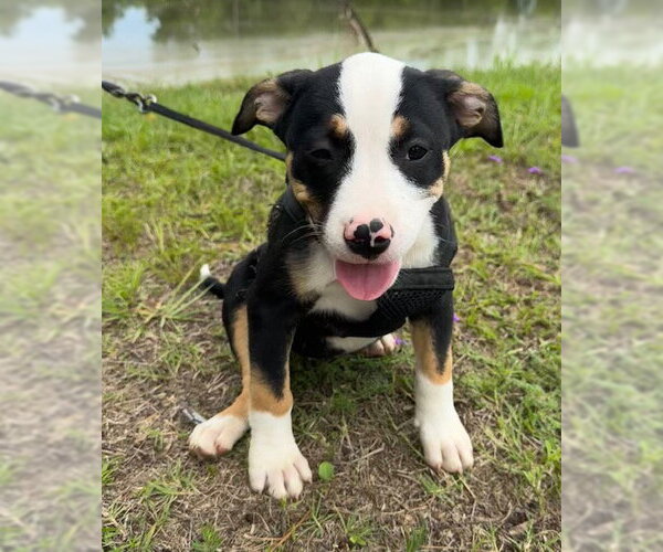 Medium Photo #4 Bulldog-Unknown Mix Puppy For Sale in Tarrytown, GA, USA